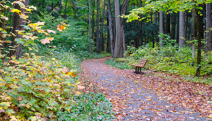 Hartwick Pines State Park